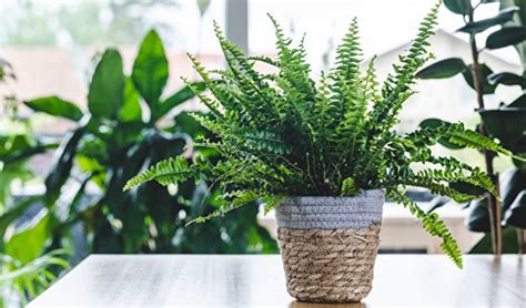 波士頓蕨浴室|這些植物養在浴室活得更好 還能去濕除臭 